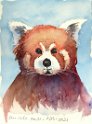 Nr. i album: 98<br>
Motiv: Den røde panda<br>
Årstal: 2021<br>
Str.: 23x31 cm.<br>
Materiale: Akvarel, 300 g